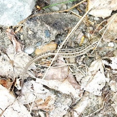 Lacerta agilis exigua
