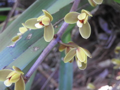 Cymbidium madidum