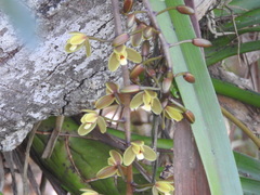 Cymbidium madidum