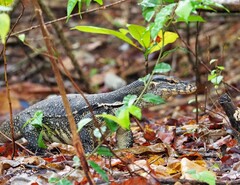 Varanus togianus
