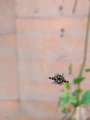Gasteracantha geminata