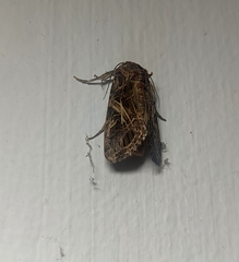 Spodoptera litura