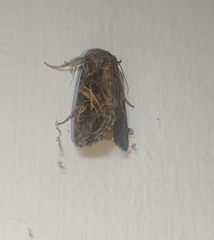 Spodoptera litura