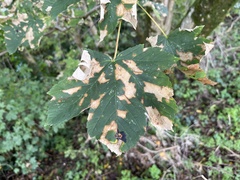Cameraria ohridella