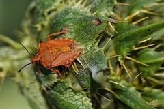 Carpocoris mediterraneus