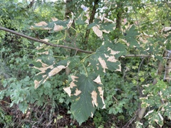 Cameraria ohridella
