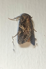 Spodoptera litura