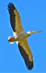 Pelecanus onocrotalus