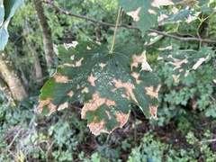 Cameraria ohridella