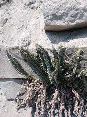 Polystichum scopulinum