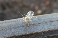 Euceraphis