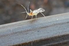 Euceraphis