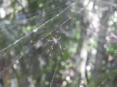 Trichonephila plumipes