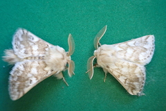 Thaumetopoea herculeana