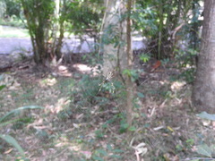 Trichonephila plumipes