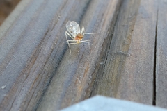 Euceraphis
