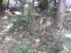 Trichonephila plumipes