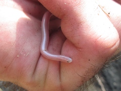 Rena humilis humilis
