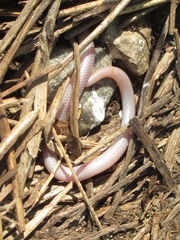 Rena humilis humilis