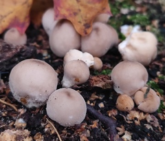 Apioperdon pyriforme