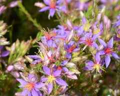 Calytrix strigosa
