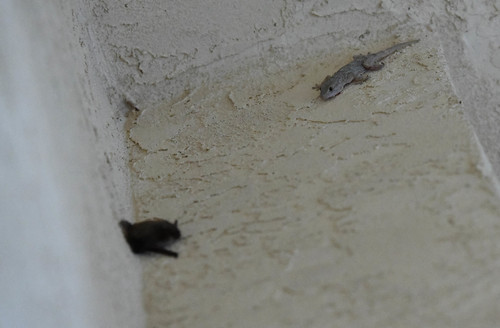 Moorish Gecko, Lakeside, CA, USA, photo 9 of 10