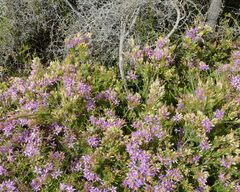 Calytrix strigosa