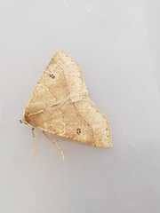 Crocallis dardoinaria