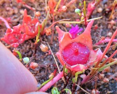 Cleretum bellidiforme