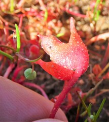 Cleretum bellidiforme