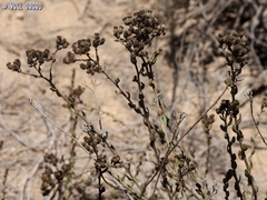 Achillea fragrantissima