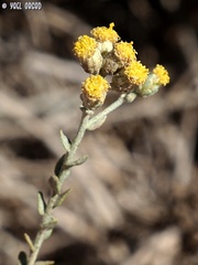 Achillea fragrantissima