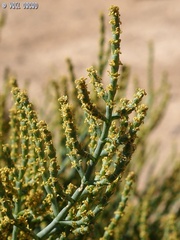 Anabasis syriaca