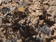 Atractylis phaeolepis