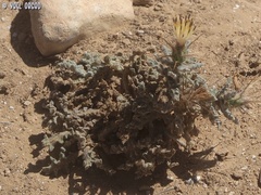 Centaurea aegyptiaca