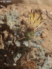 Centaurea aegyptiaca