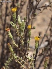 Chiliadenus iphionoides