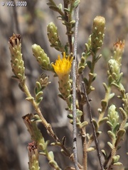 Chiliadenus iphionoides