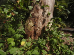 Trichonephila plumipes