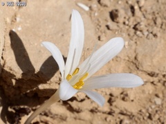Colchicum tunicatum