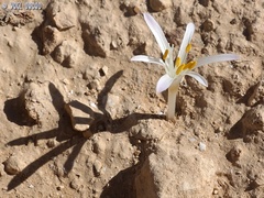 Colchicum tunicatum