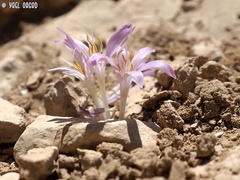 Colchicum tunicatum