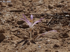 Colchicum tunicatum