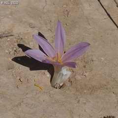 Colchicum tunicatum