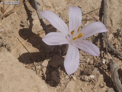 Colchicum tunicatum