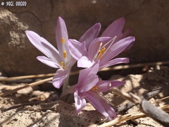 Colchicum tunicatum