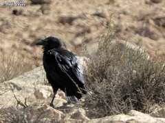 Corvus ruficollis