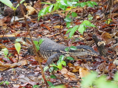 Varanus togianus