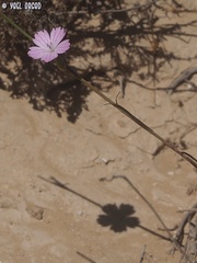 Dianthus strictus