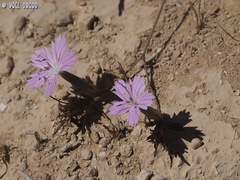 Dianthus strictus